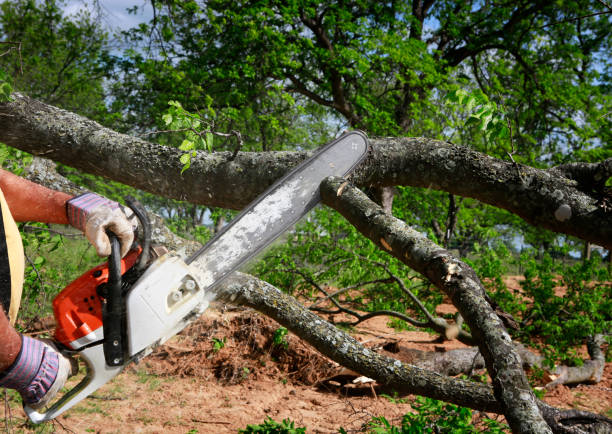 Gumlog, GA Tree Removal Company